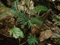 Davallia pectinata image