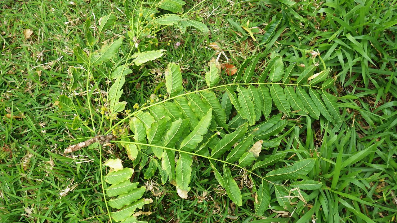 Dysoxylum gaudichaudianum image