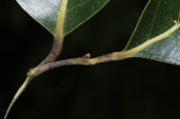 Cryptocarya tannaensis image