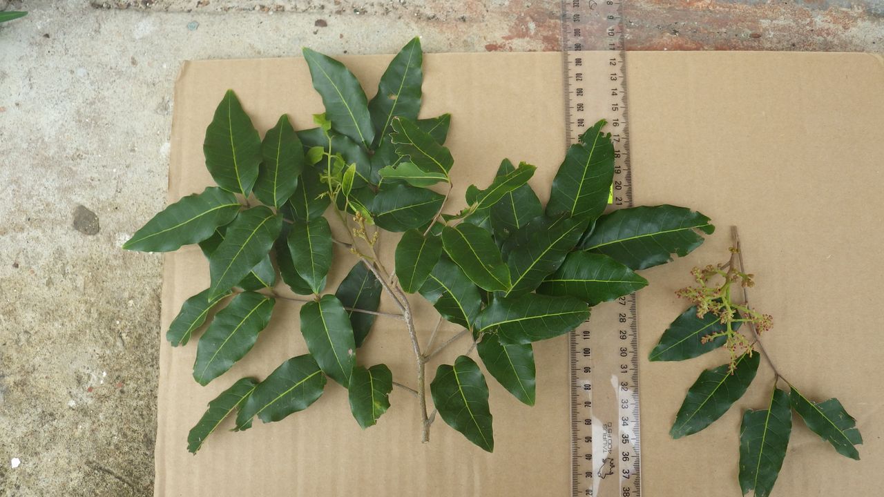 Sapindaceae image