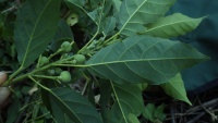 Image of Pimelodendron amboinicum