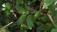 Image of Gynochthodes myrtifolia