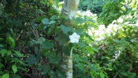 Image of Ipomoea violacea