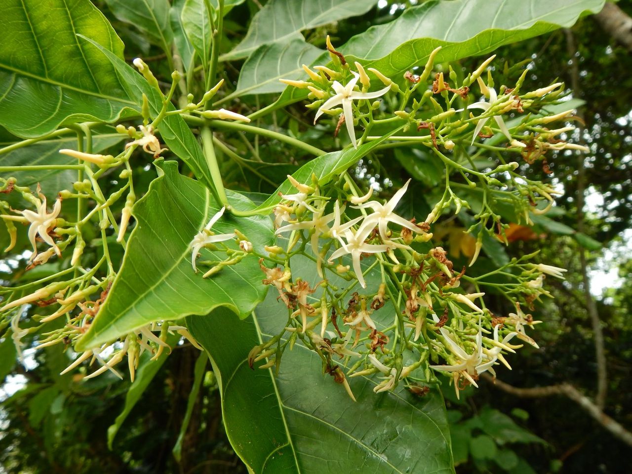 Apocynaceae image