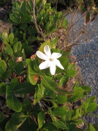 Gardenia taitensis image