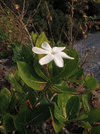 Gardenia taitensis image