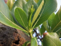 Gardenia taitensis image