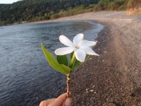 Gardenia taitensis image