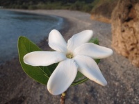 Gardenia taitensis image