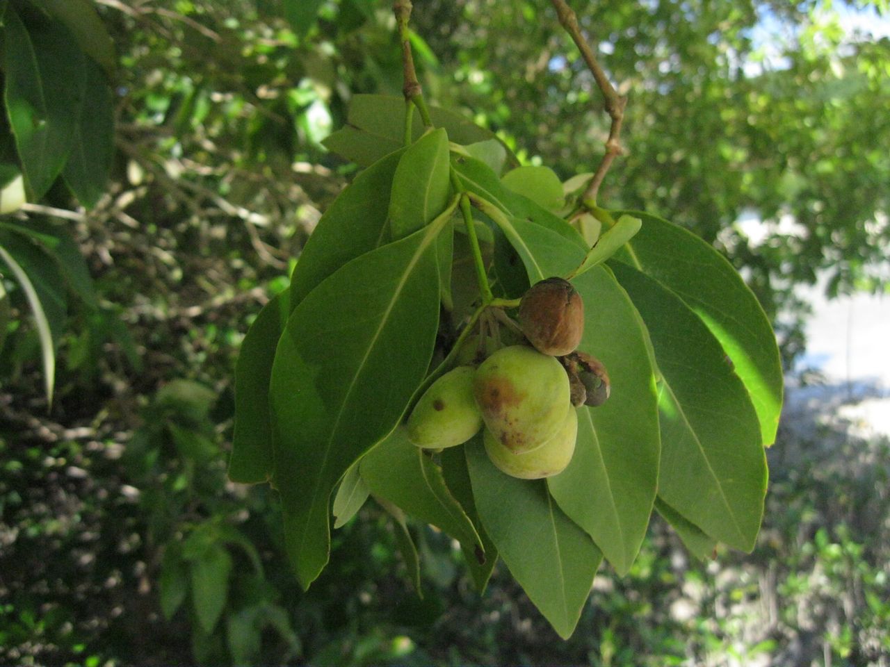 Acanthaceae image