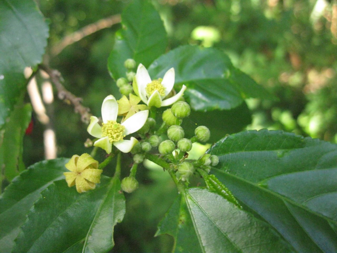 Grewia prunifolia image