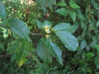 Grewia prunifolia image