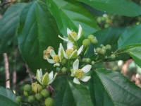 Grewia prunifolia image