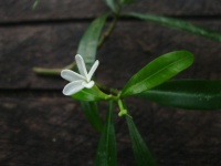 Image of Ochrosia alyxioides