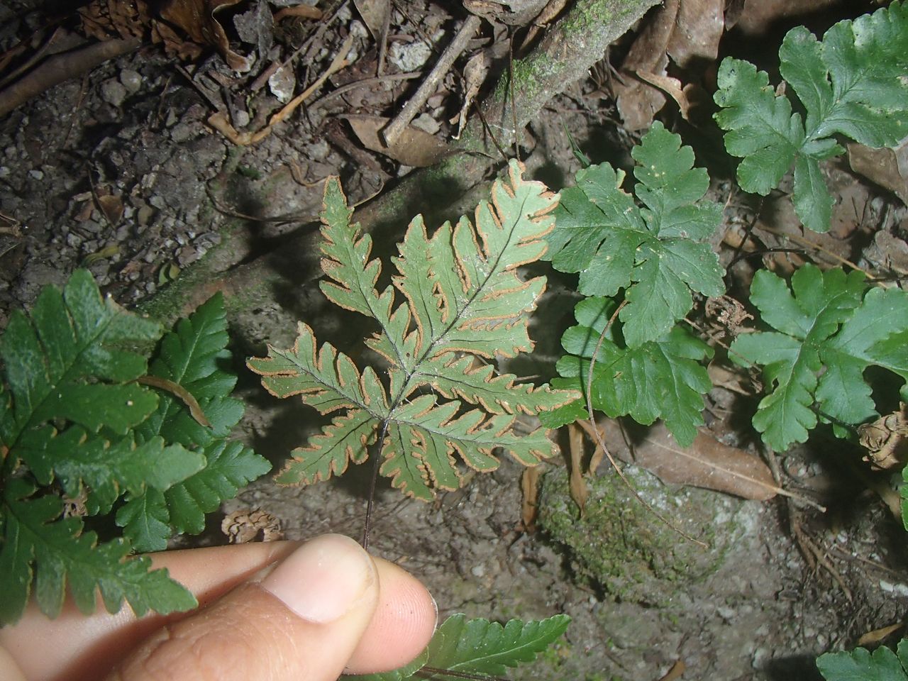 Doryopteris image