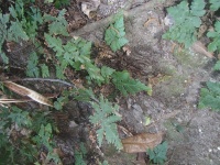 Doryopteris concolor image